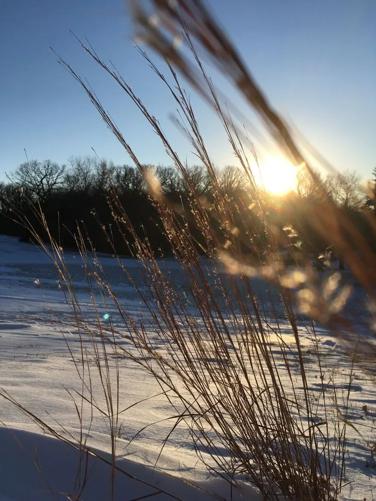 Affordable landscape design in Chaska, MN by Pierson Garden and Landscape