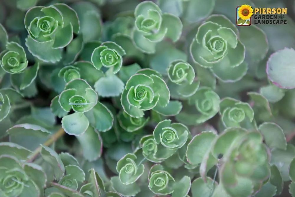 Custom lawn mowing service experts serving Chaska, MN - Pierson Garden and Landscape