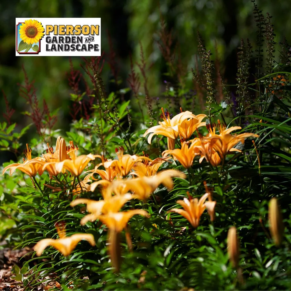 Affordable yard cleanup service in Chaska, MN - Pierson Garden and Landscape