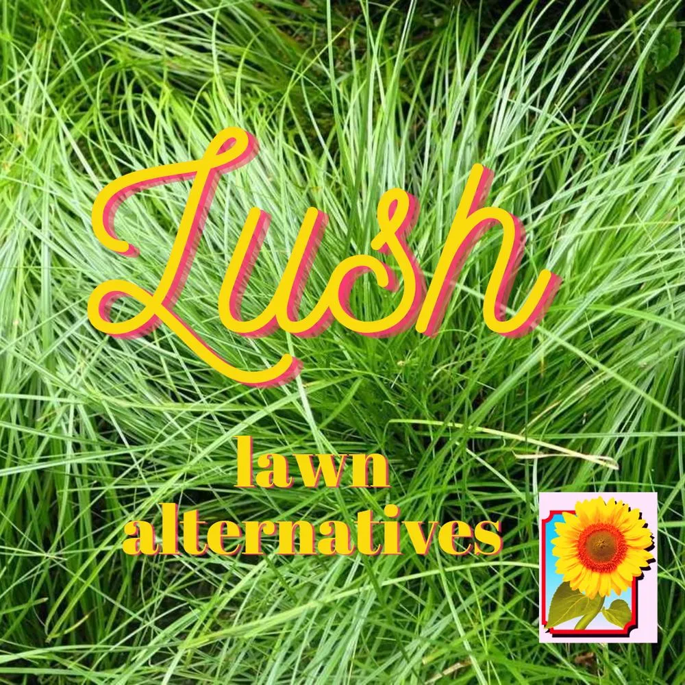 Top-rated lawn care service for year-round maintenance across Chaska, MN - Pierson Garden and Landscape