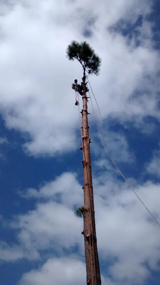 Professional garden landscaping for year-round maintenance across El Cajon, CA - Pierson Tree & Landscaping