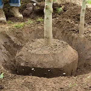 Custom garden landscaping in El Cajon, CA by Pierson Tree & Landscaping