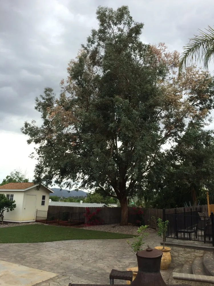 Top-rated outdoor landscaping in El Cajon, CA by Pierson Tree & Landscaping