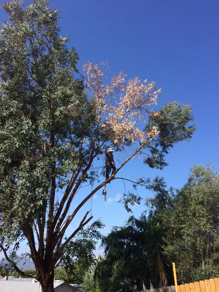 Reliable lawn care service experts serving El Cajon, CA - Pierson Tree & Landscaping