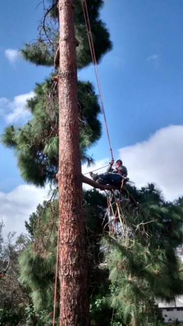 Professional landscaping services with custom design across El Cajon, CA - Pierson Tree & Landscaping