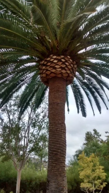 Local yard cleanup service in El Cajon, CA - Pierson Tree & Landscaping