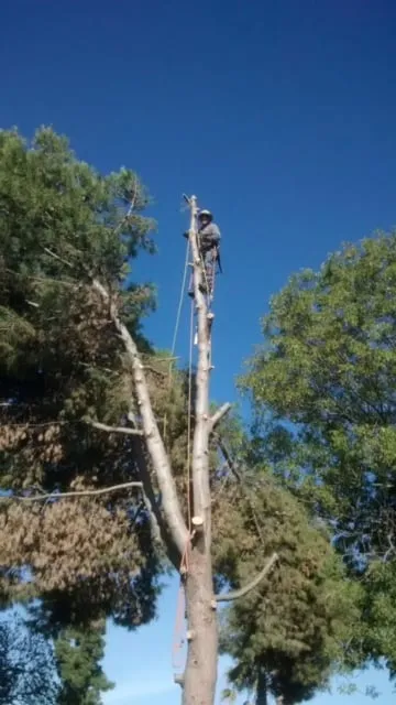 Affordable lawn care service experts serving El Cajon, CA - Pierson Tree & Landscaping