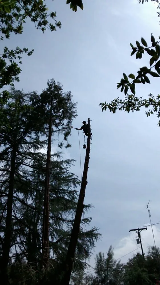 Trusted landscaping services in El Cajon, CA - Pierson Tree & Landscaping