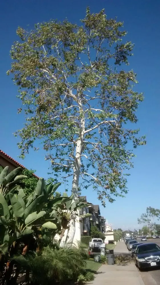 Local garden landscaping in El Cajon, CA - Pierson Tree & Landscaping