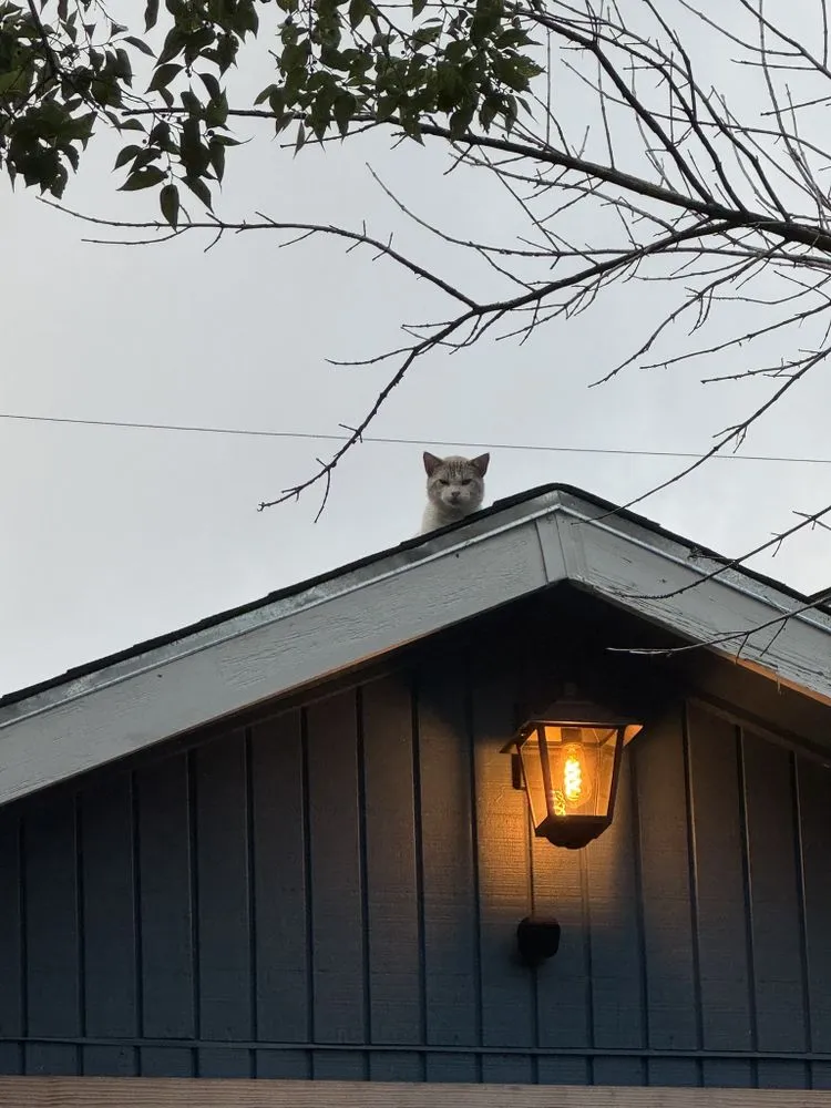 Local lawn care service in San Antonio, TX - Pike Design Construction & Landscaping