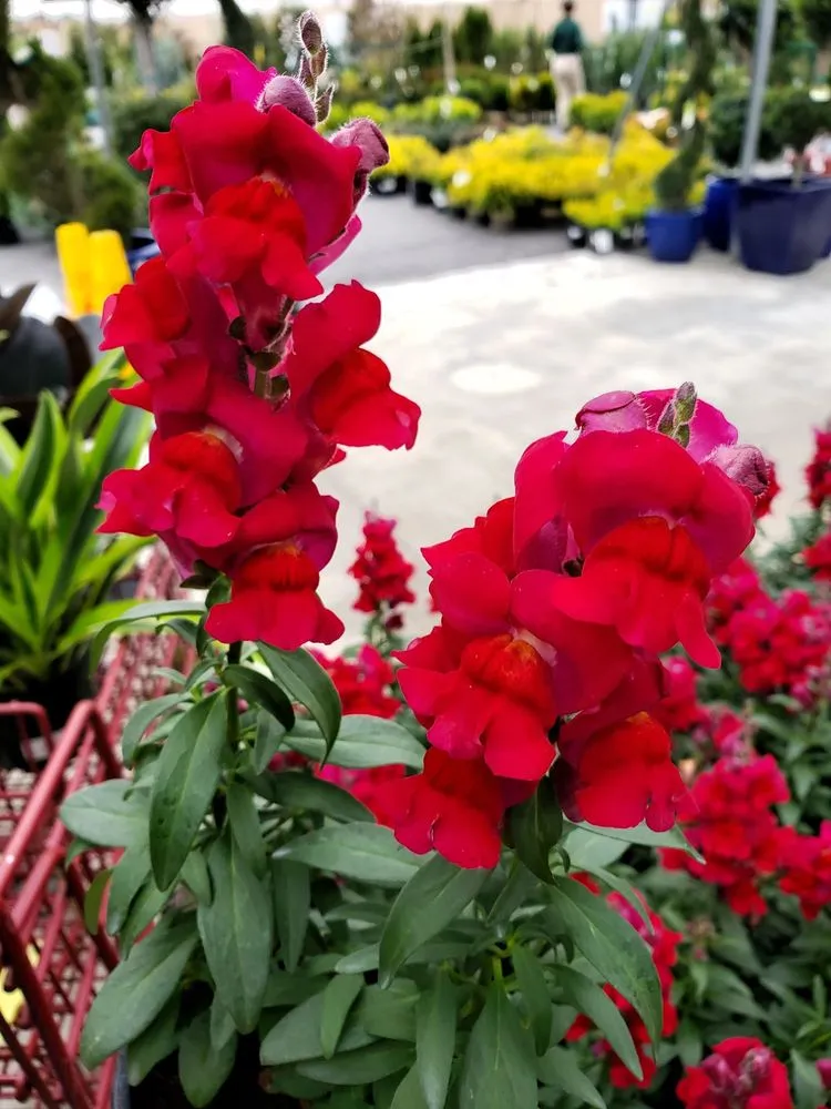 Professional landscaping services for year-round maintenance across Alpharetta, GA - Pike Nurseries