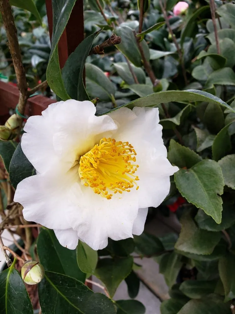 Local yard maintenance for beautiful yards across Alpharetta, GA - Pike Nurseries