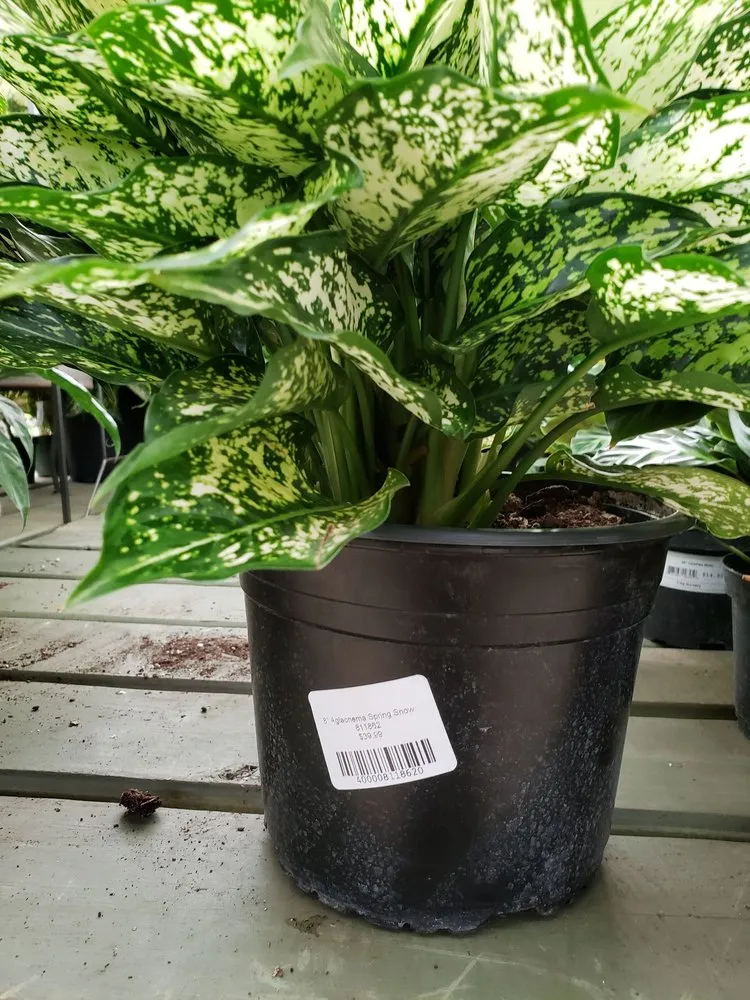 Custom garden landscaping near you in Alpharetta, GA by Pike Nurseries