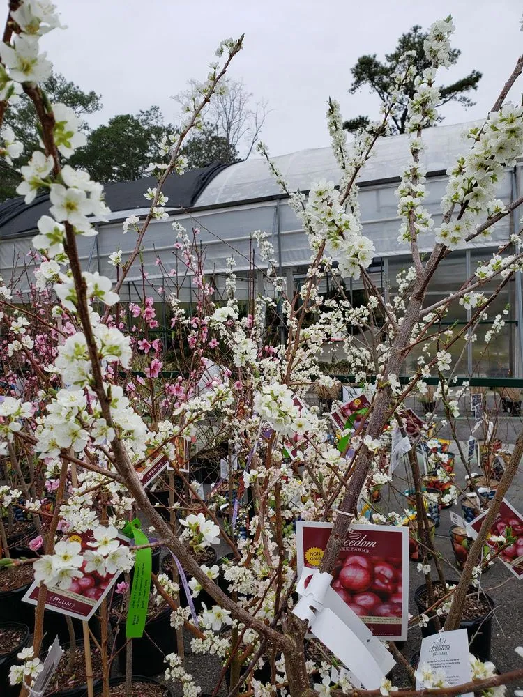 Local yard cleanup service experts serving Alpharetta, GA - Pike Nurseries