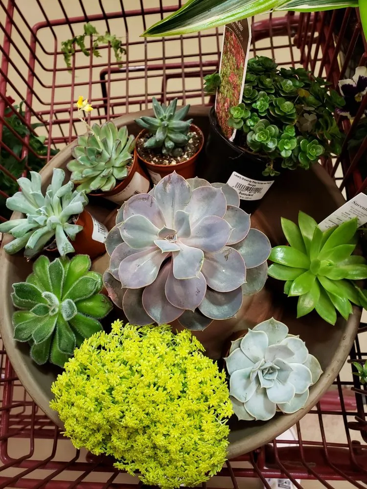 Expert lawn care service in Alpharetta, GA - Pike Nurseries