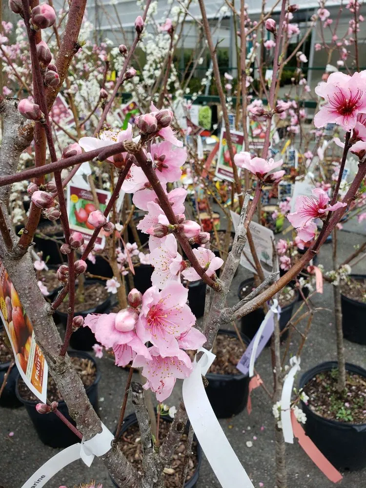 Trusted landscaping services experts serving Alpharetta, GA - Pike Nurseries