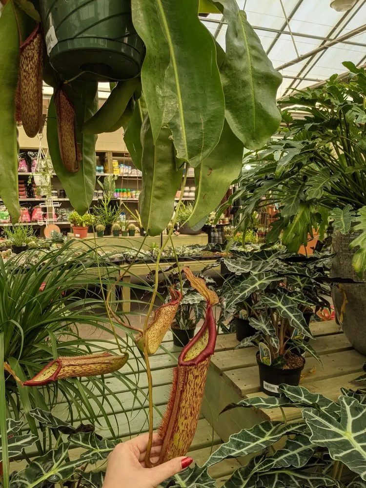 Expert landscape design in Atlanta, GA by Pike Nurseries