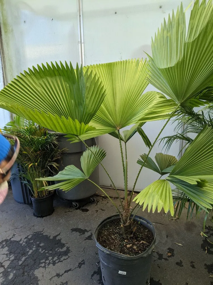 Reliable lawn mowing service experts serving Atlanta, GA - Pike Nurseries