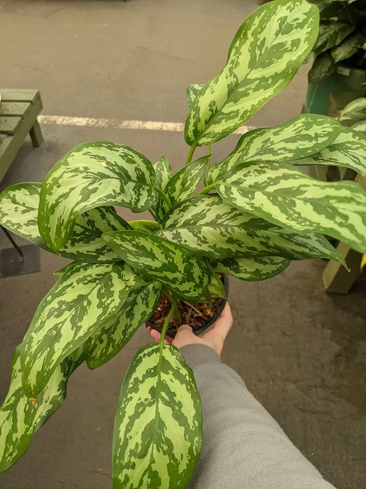 Reliable lawn care service for residential properties across Atlanta, GA - Pike Nurseries