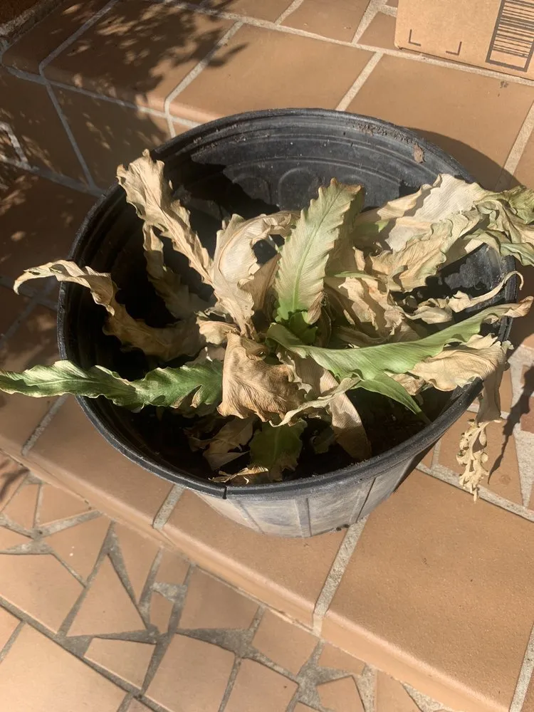 Top-rated residential landscaping in Atlanta, GA by Pike Nurseries