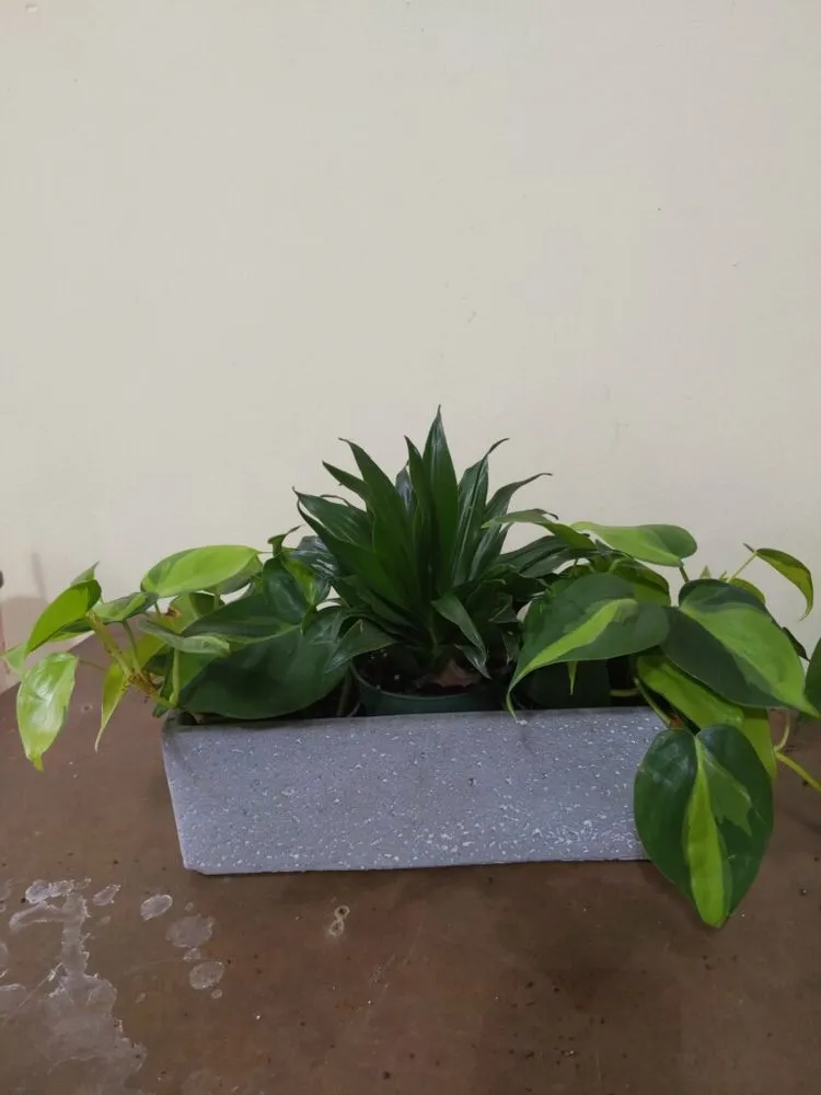 Local yard maintenance for year-round maintenance in Atlanta, GA by Pike Nurseries