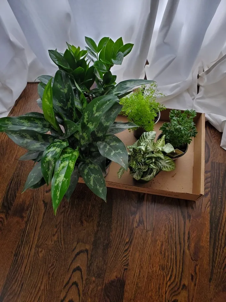 Affordable yard maintenance in Atlanta, GA - Pike Nurseries