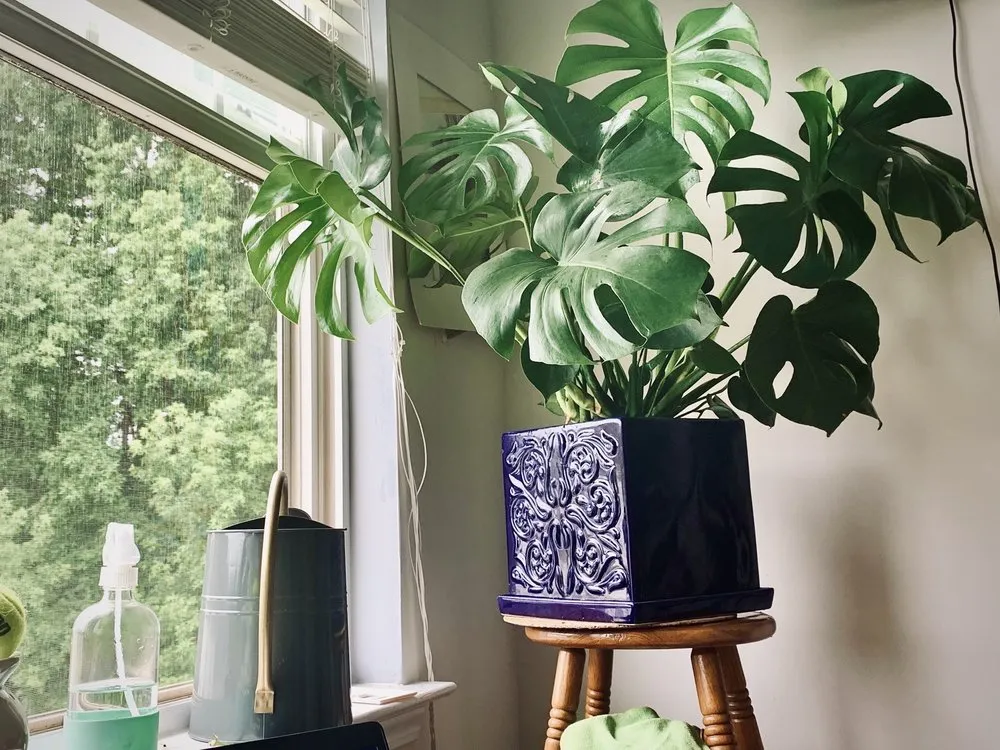 Top-rated garden landscaping for residential properties across Charlotte, NC - Pike Nurseries