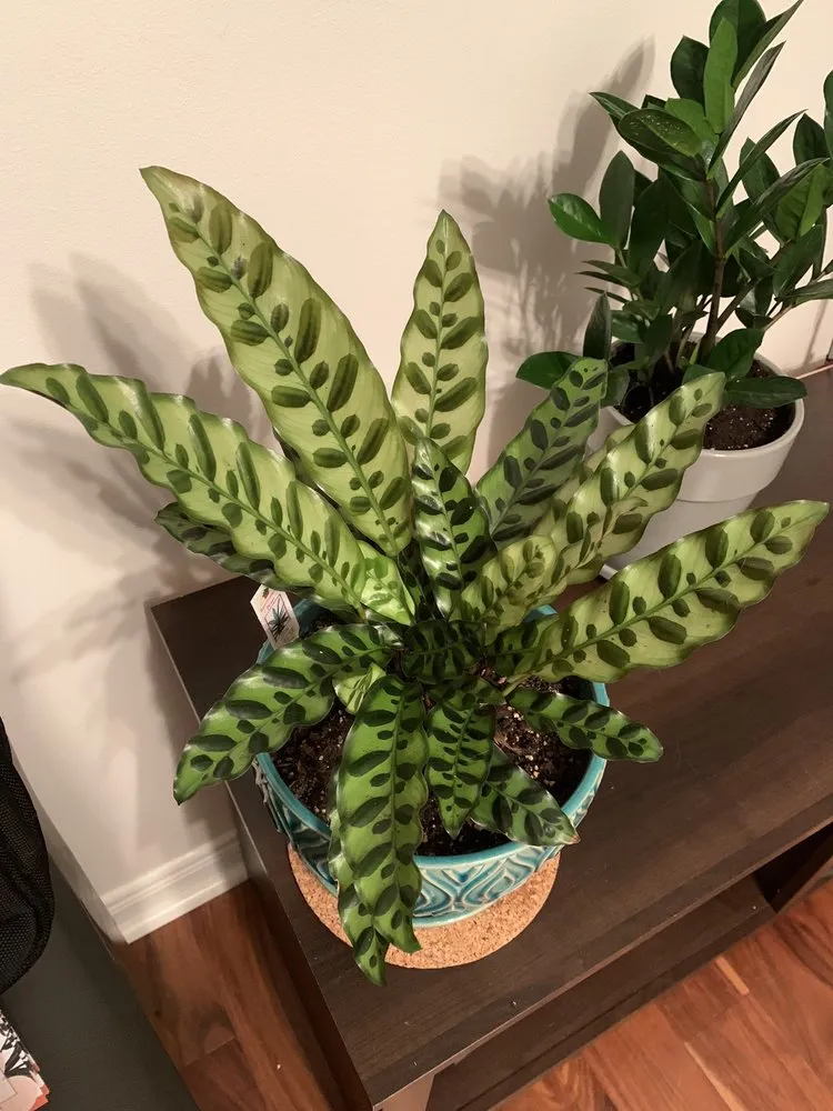 Expert outdoor landscaping for beautiful yards in Charlotte, NC by Pike Nurseries