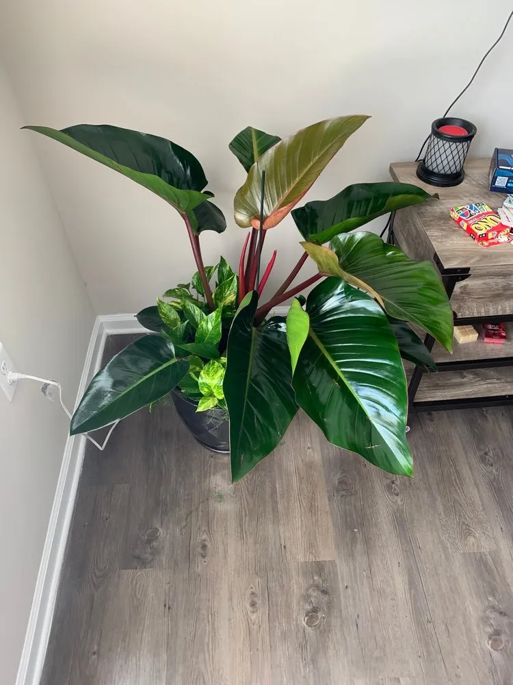 Local landscaping services with custom design in Charlotte, NC by Pike Nurseries