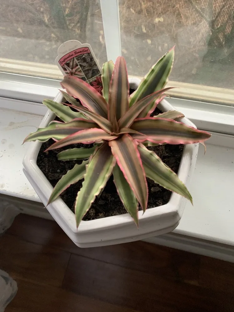 Custom landscaping services in Charlotte, NC - Pike Nurseries