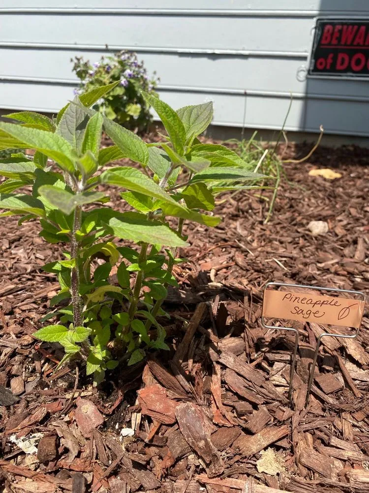 Custom landscape design in Charlotte, NC - Pike Nurseries