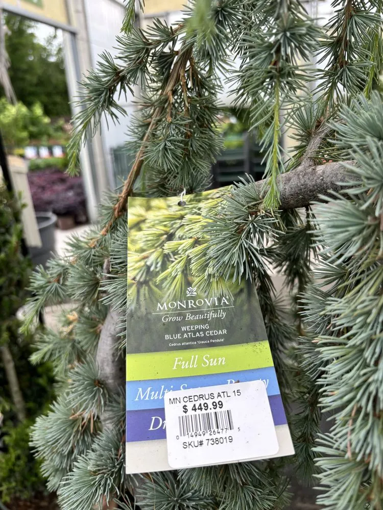 Affordable yard cleanup service in Charlotte, NC by Pike Nurseries