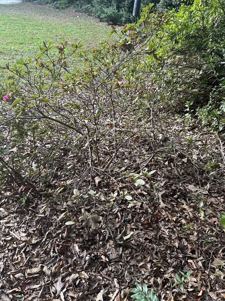 Reliable landscape design experts serving Charlotte, NC - Pike Nurseries