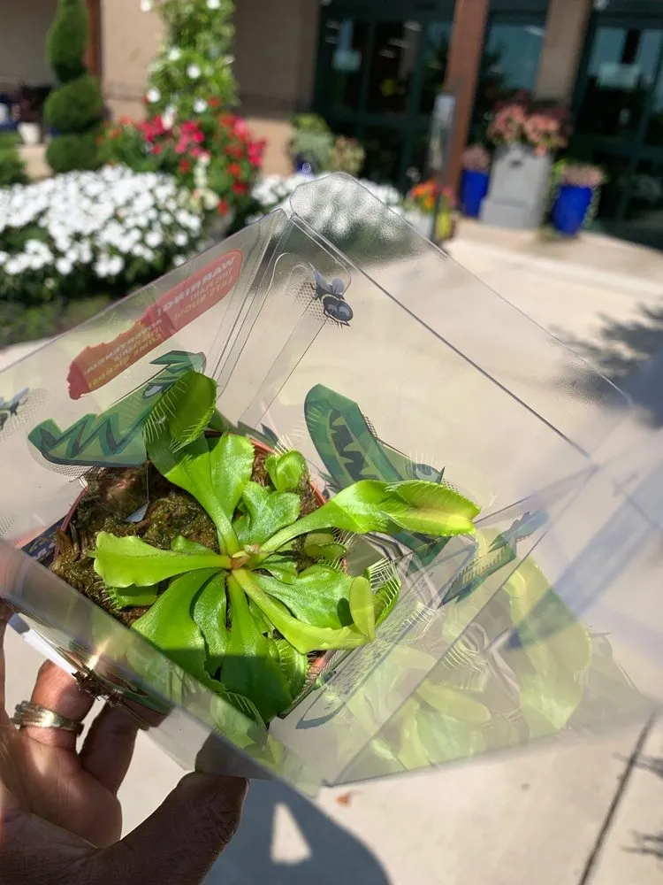 Local lawn care service for outdoor upgrades in Charlotte, NC by Pike Nurseries