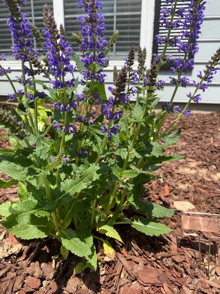 Affordable residential landscaping for year-round maintenance in Charlotte, NC by Pike Nurseries