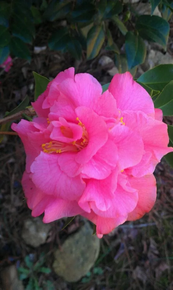 Affordable residential landscaping for outdoor upgrades across Cumming, GA - Pike Nurseries