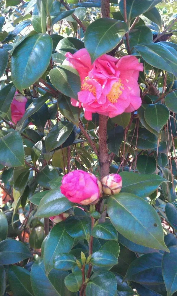 Reliable landscape design in Cumming, GA - Pike Nurseries