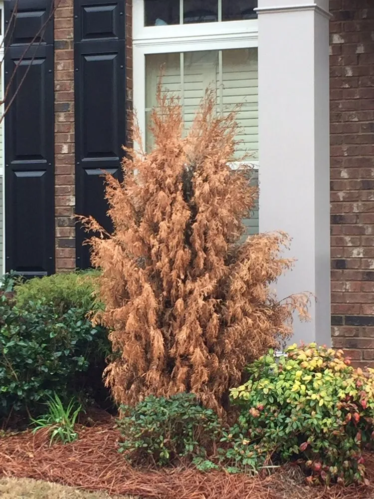 Custom garden landscaping for beautiful yards across Cumming, GA - Pike Nurseries