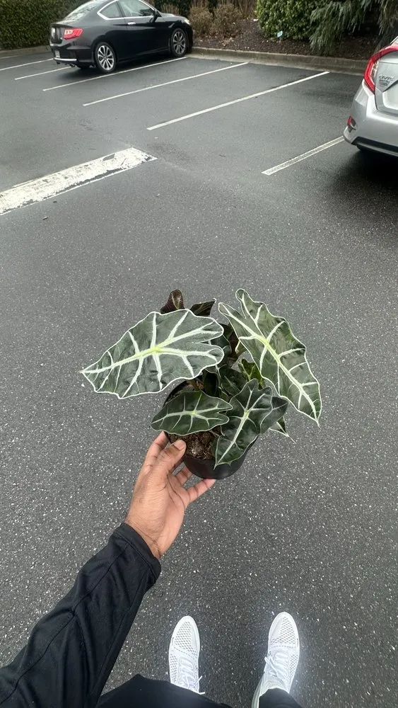 Local outdoor landscaping for homes across Johns Creek, GA - Pike Nurseries