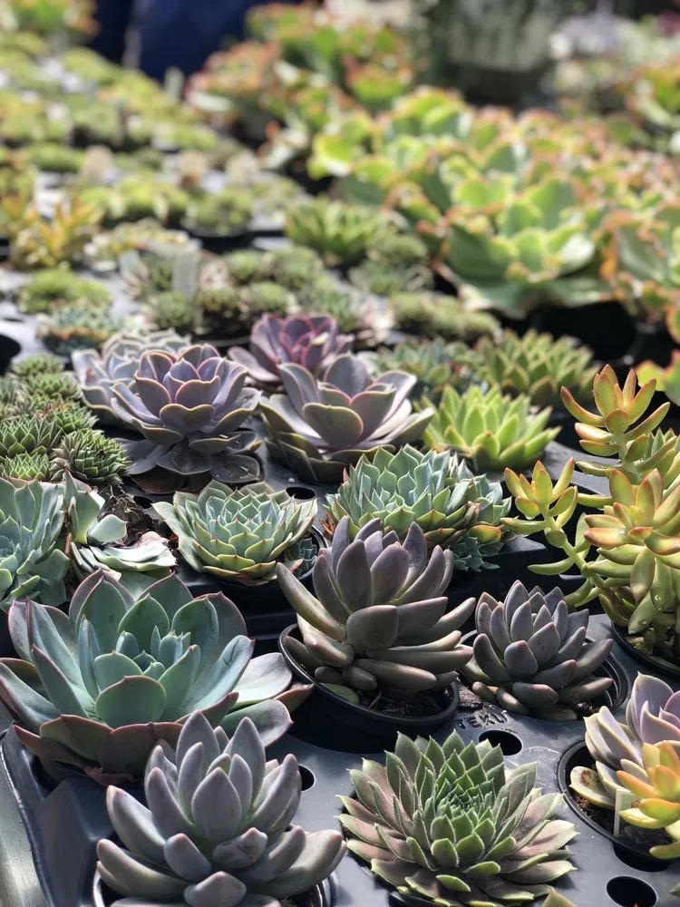 Trusted outdoor landscaping in Johns Creek, GA by Pike Nurseries