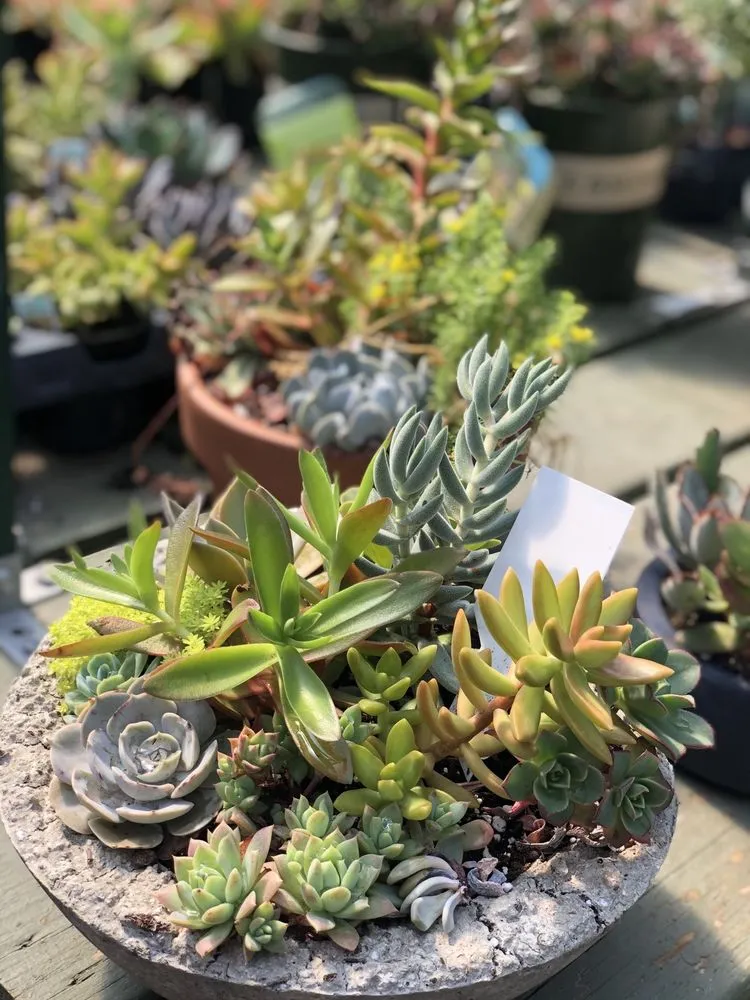 Affordable outdoor landscaping for beautiful yards across Johns Creek, GA - Pike Nurseries