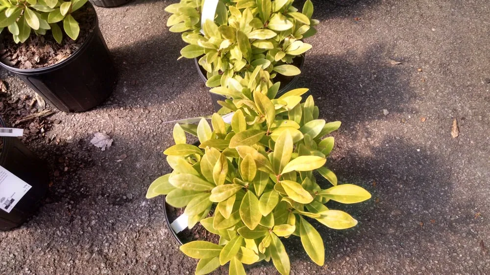 Local landscape installation for beautiful yards across Johns Creek, GA - Pike Nurseries