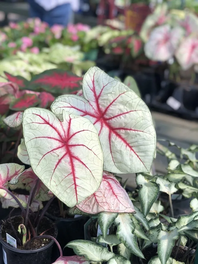 Expert landscaping services experts serving Johns Creek, GA - Pike Nurseries