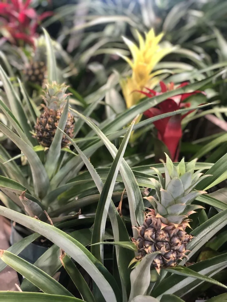 Trusted yard maintenance experts serving Johns Creek, GA - Pike Nurseries