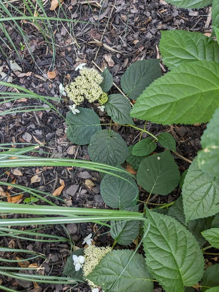 Custom lawn mowing service for homes in Johns Creek, GA by Pike Nurseries