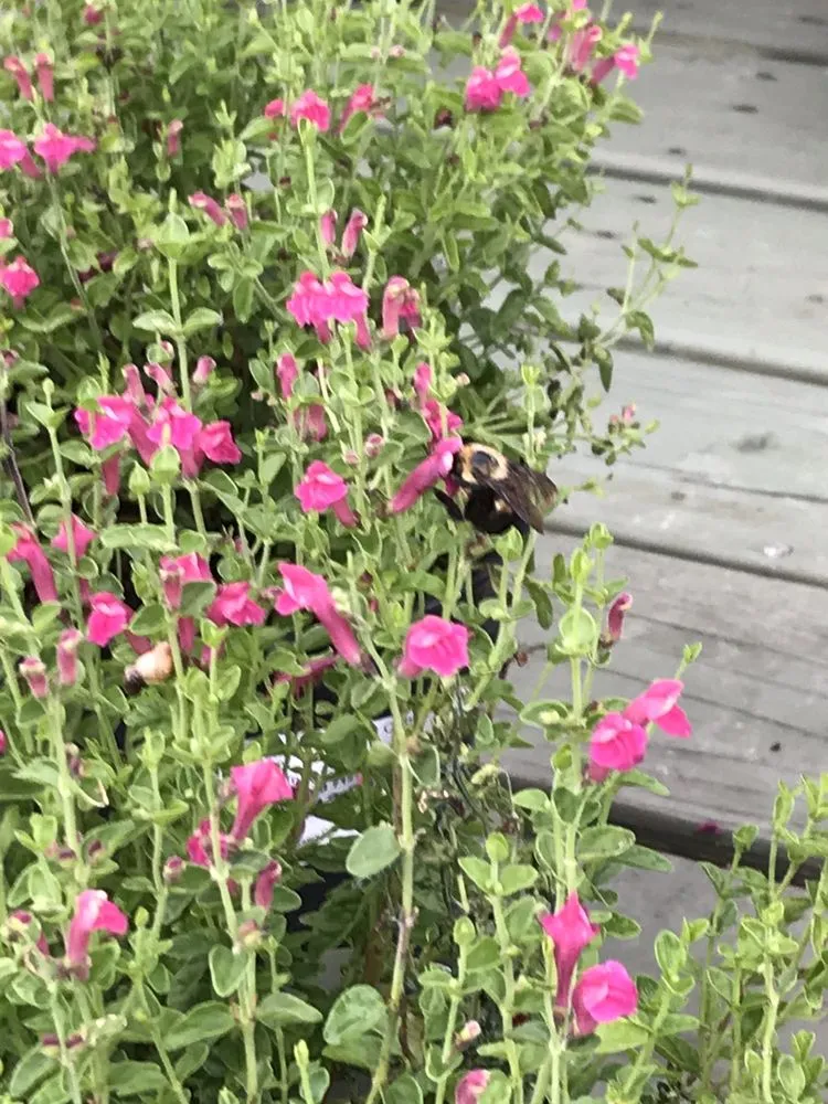 Local landscaping services for outdoor upgrades in Marietta, GA by Pike Nurseries