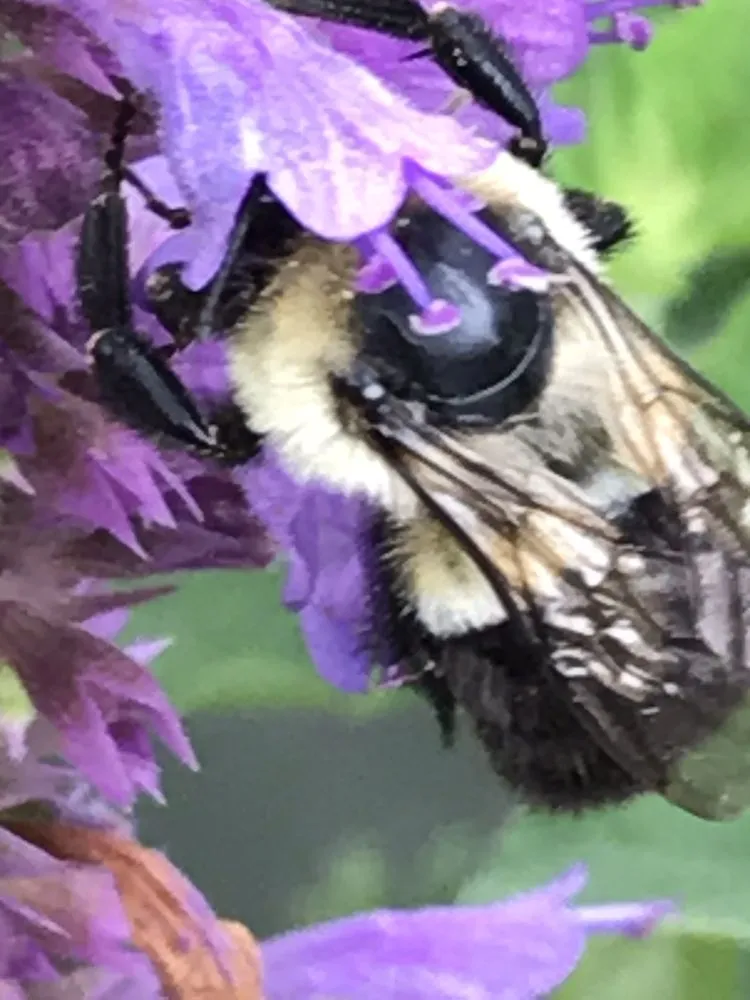 Local lawn mowing service in Marietta, GA by Pike Nurseries