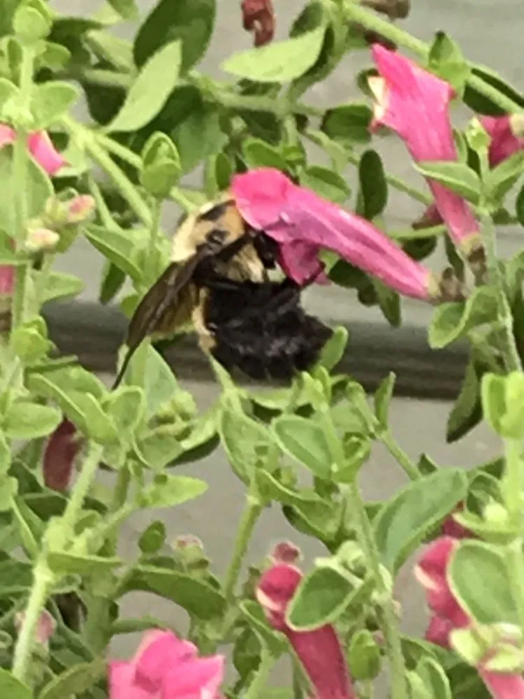 Affordable lawn mowing service experts serving Marietta, GA - Pike Nurseries