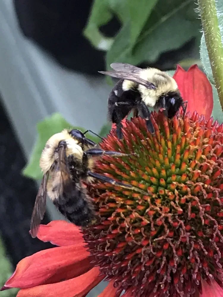 Top-rated landscape design in Marietta, GA - Pike Nurseries