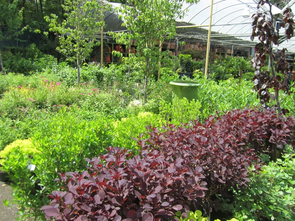 Expert lawn mowing service experts serving Marietta, GA - Pike Nurseries